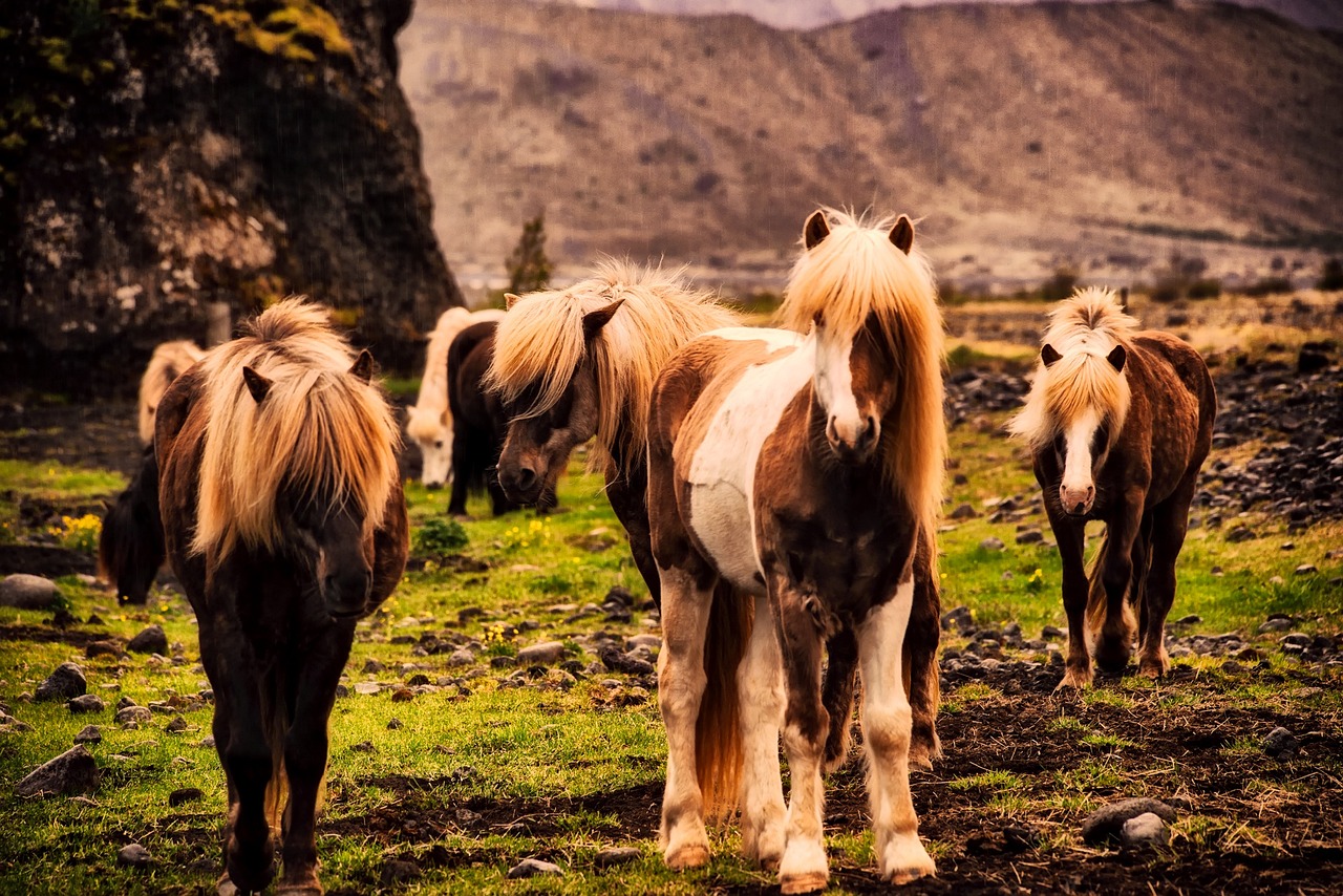 Pônei: diferença para cavalo e principais raças