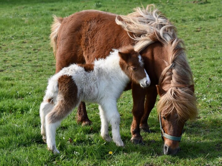 Pônei: diferença para cavalo e principais raças