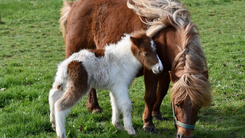 Pônei: diferença para cavalo e principais raças