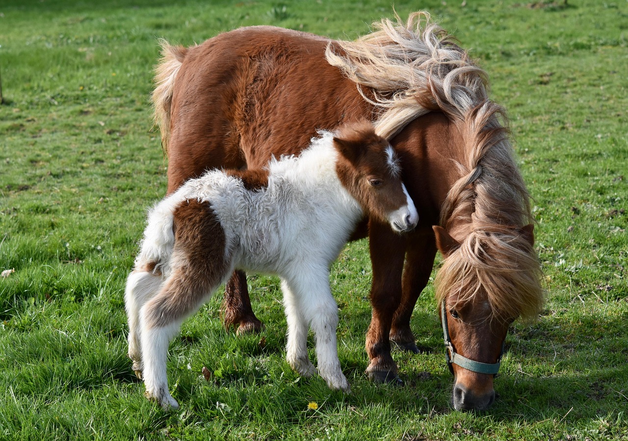 Pônei: diferença para cavalo e principais raças