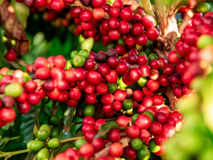 Os Segredos da Produção de um Café de Qualidade