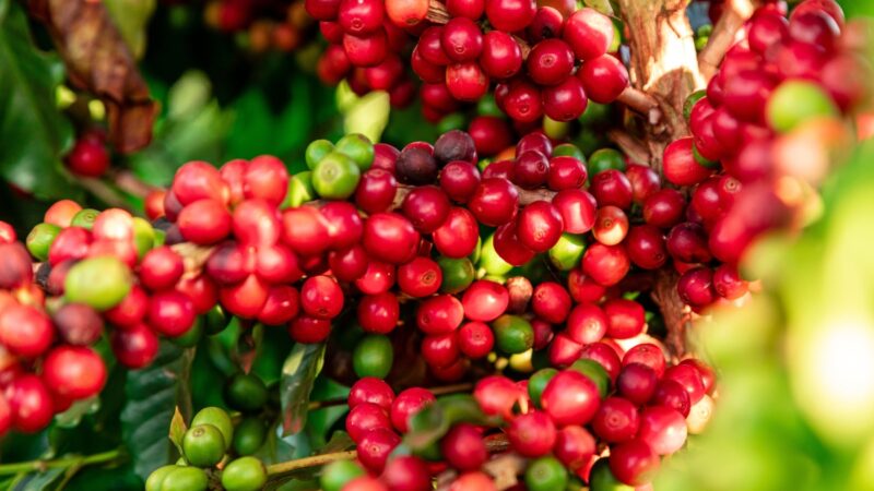 Os Segredos da Produção de um Café de Qualidade
