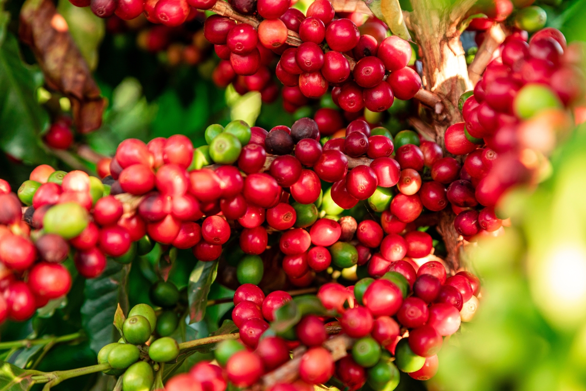 Os Segredos da Produção de um Café de Qualidade
