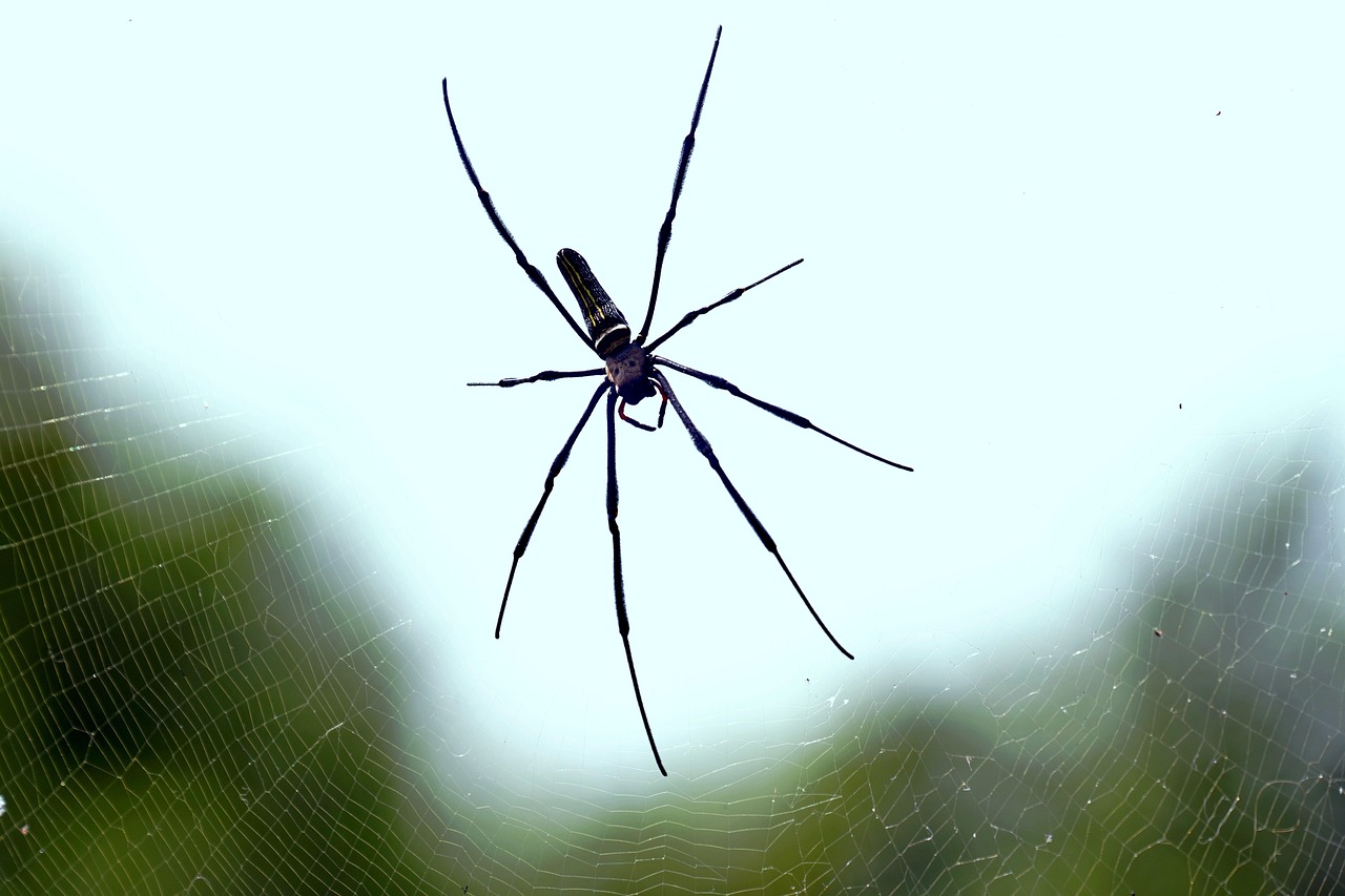 Aranha venenosa no Brasil: espécies mais perigosas