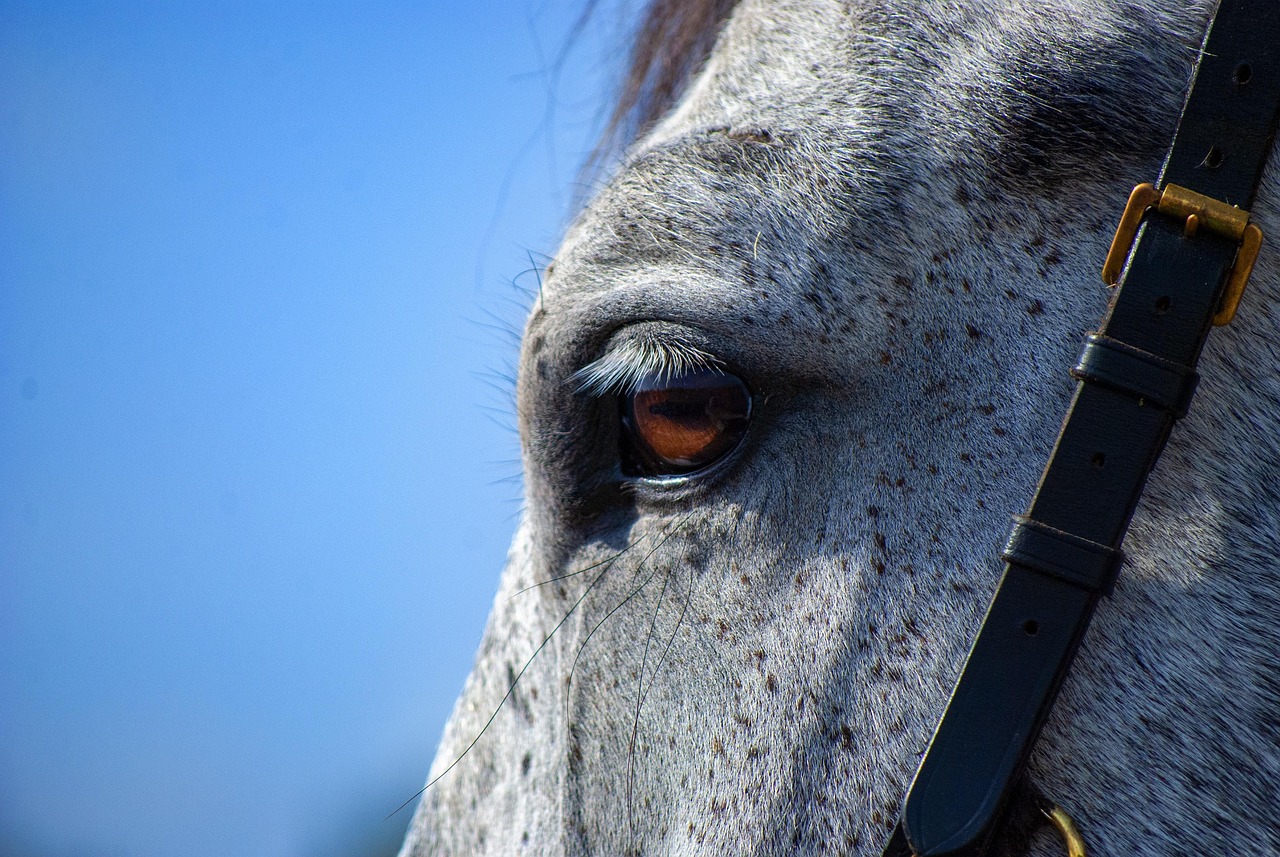Cavalos vomitam ou não? A ciência responde