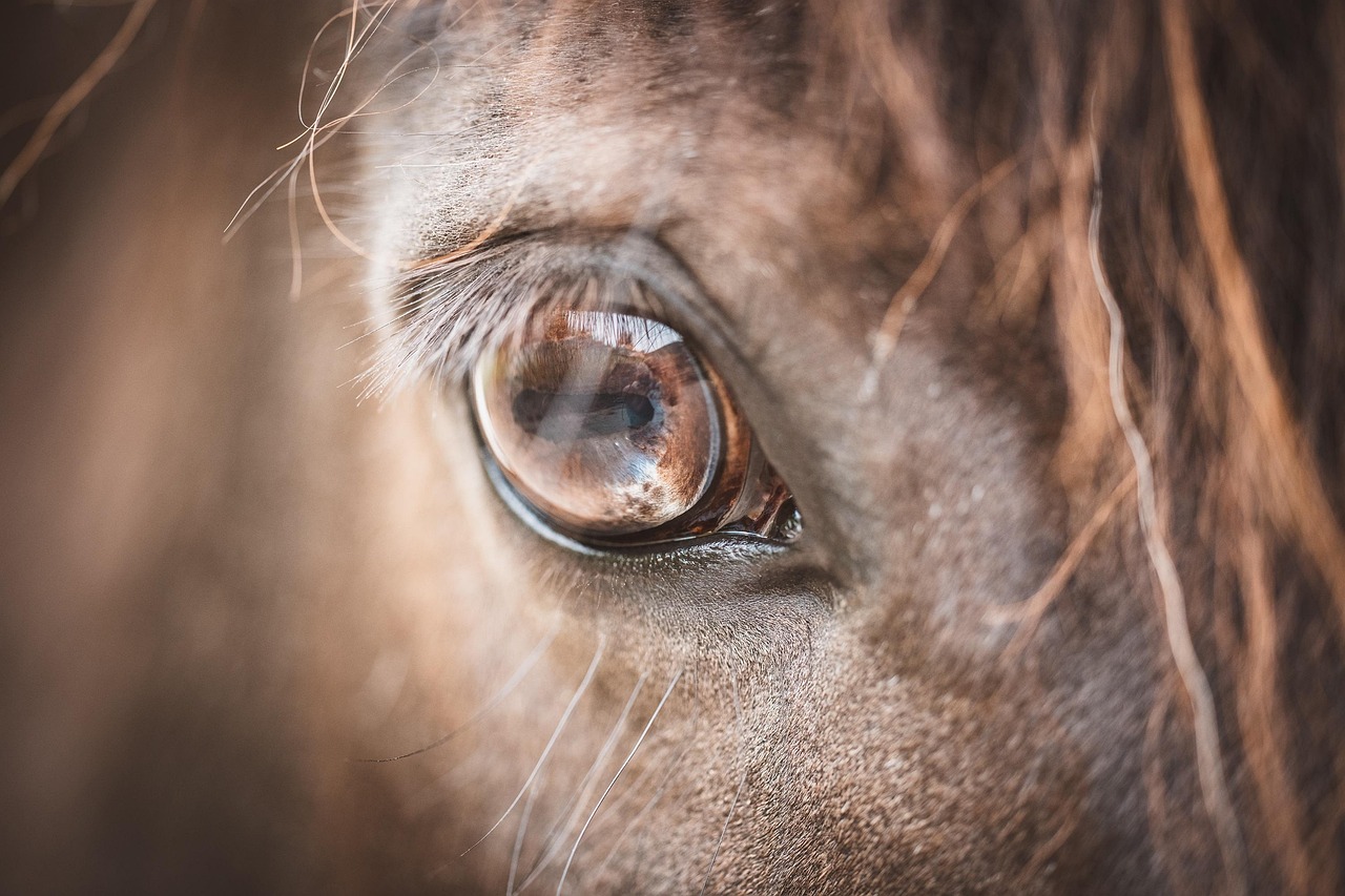 Diferença entre cavalo e pônei