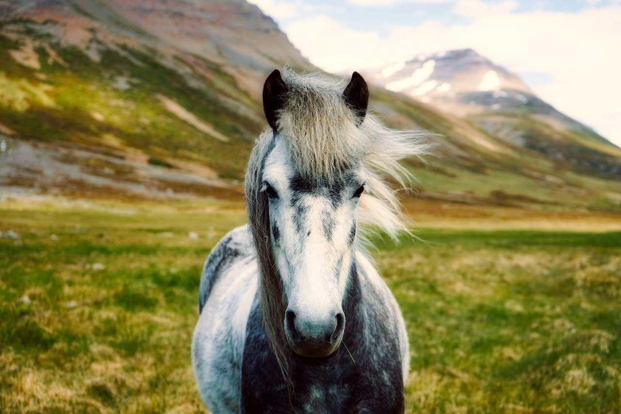 Diferença entre cavalo e pônei