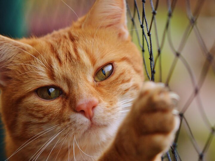 Gatinho laranja: características e curiosidades