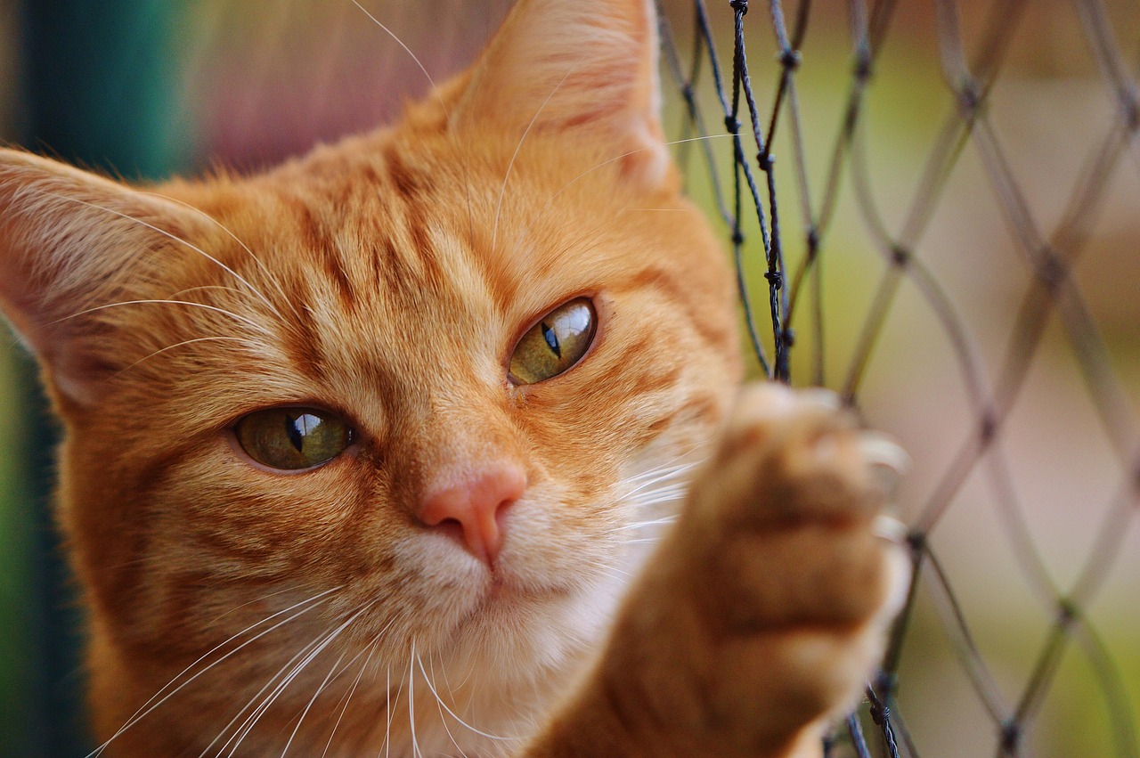 Gatinho laranja: características e curiosidades