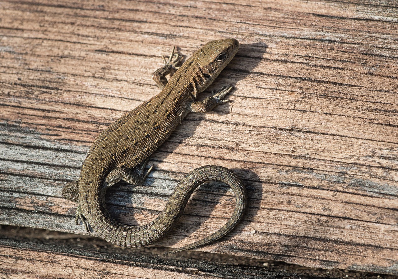 Lagarto: espécies brasileiras e curiosidades
