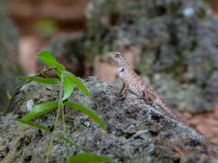 Lagarto: espécies brasileiras e curiosidades