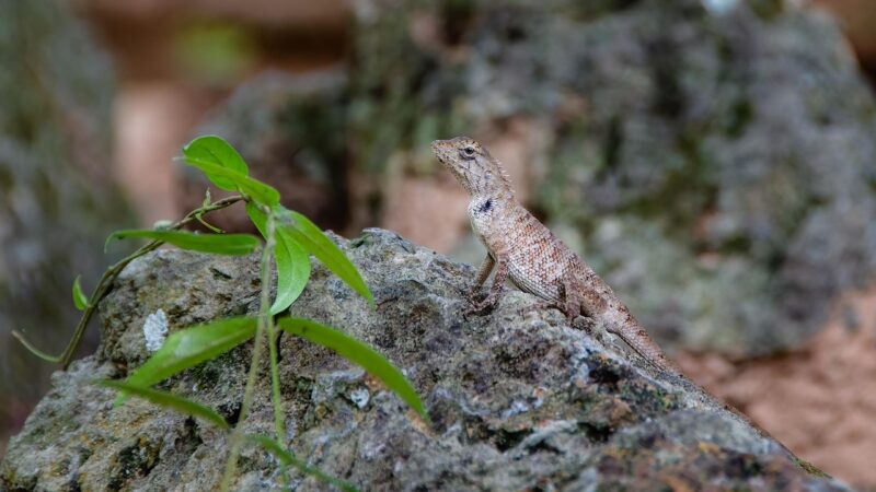 Lagarto: espécies brasileiras e curiosidades