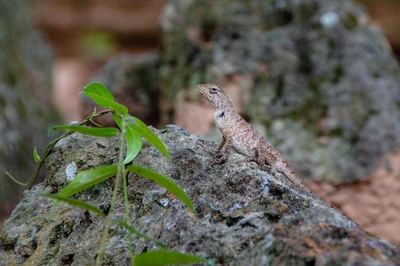 Lagarto: espécies brasileiras e curiosidades