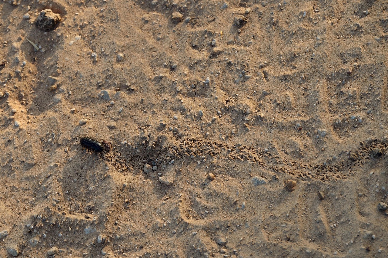 Cochonilha como corante: curiosidades