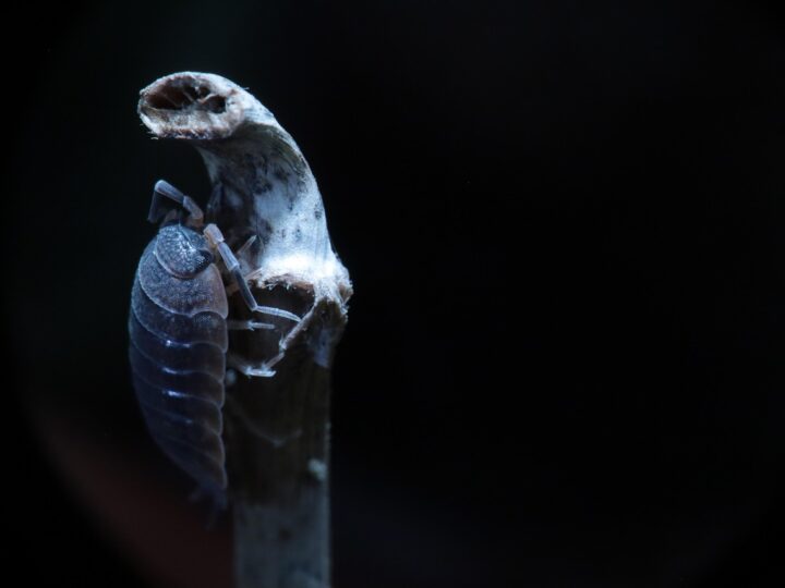 Cochonilha como corante: curiosidades