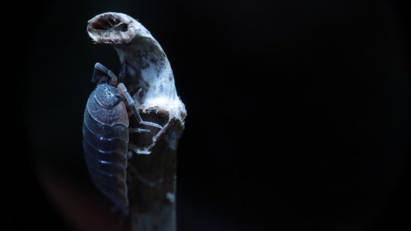 Cochonilha como corante: curiosidades