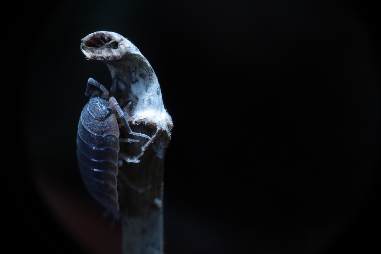 Cochonilha como corante: curiosidades