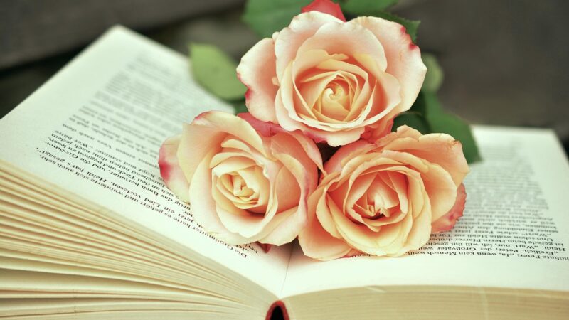 Kama Sutra: tradução e curiosidades do livro