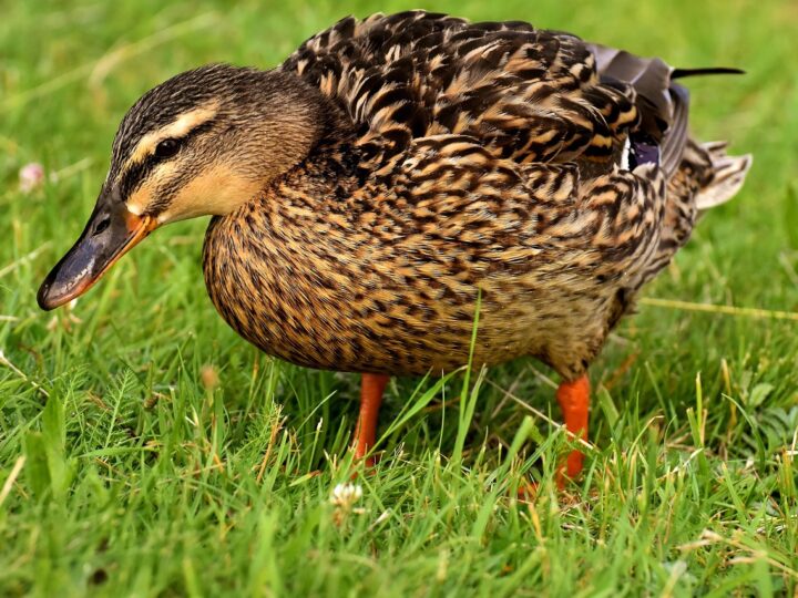 Patos e marrecos: diferenças principais