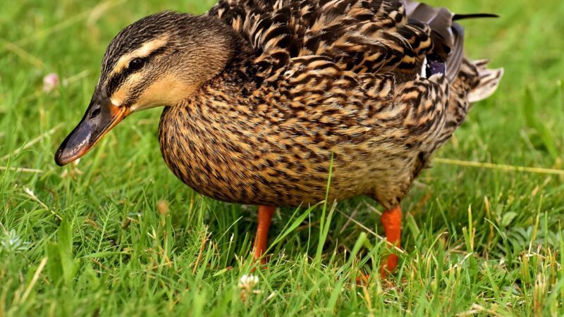Patos e marrecos: diferenças principais