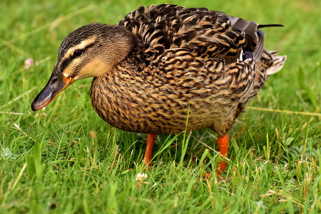 Patos e marrecos: diferenças principais