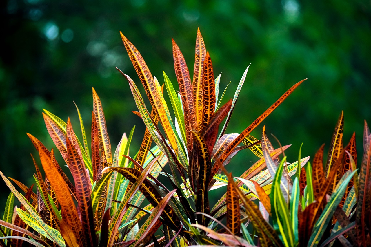 Animal jacu: onde vive e o que come