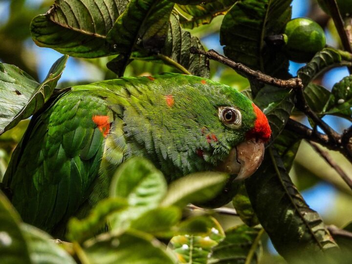 Animal jacu: onde vive e o que come