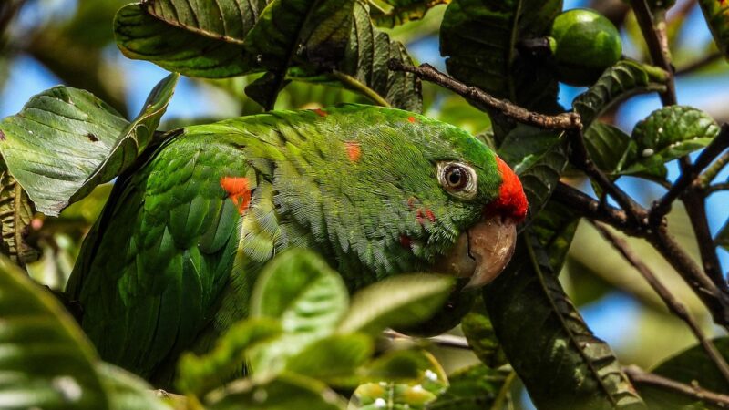 Animal jacu: onde vive e o que come