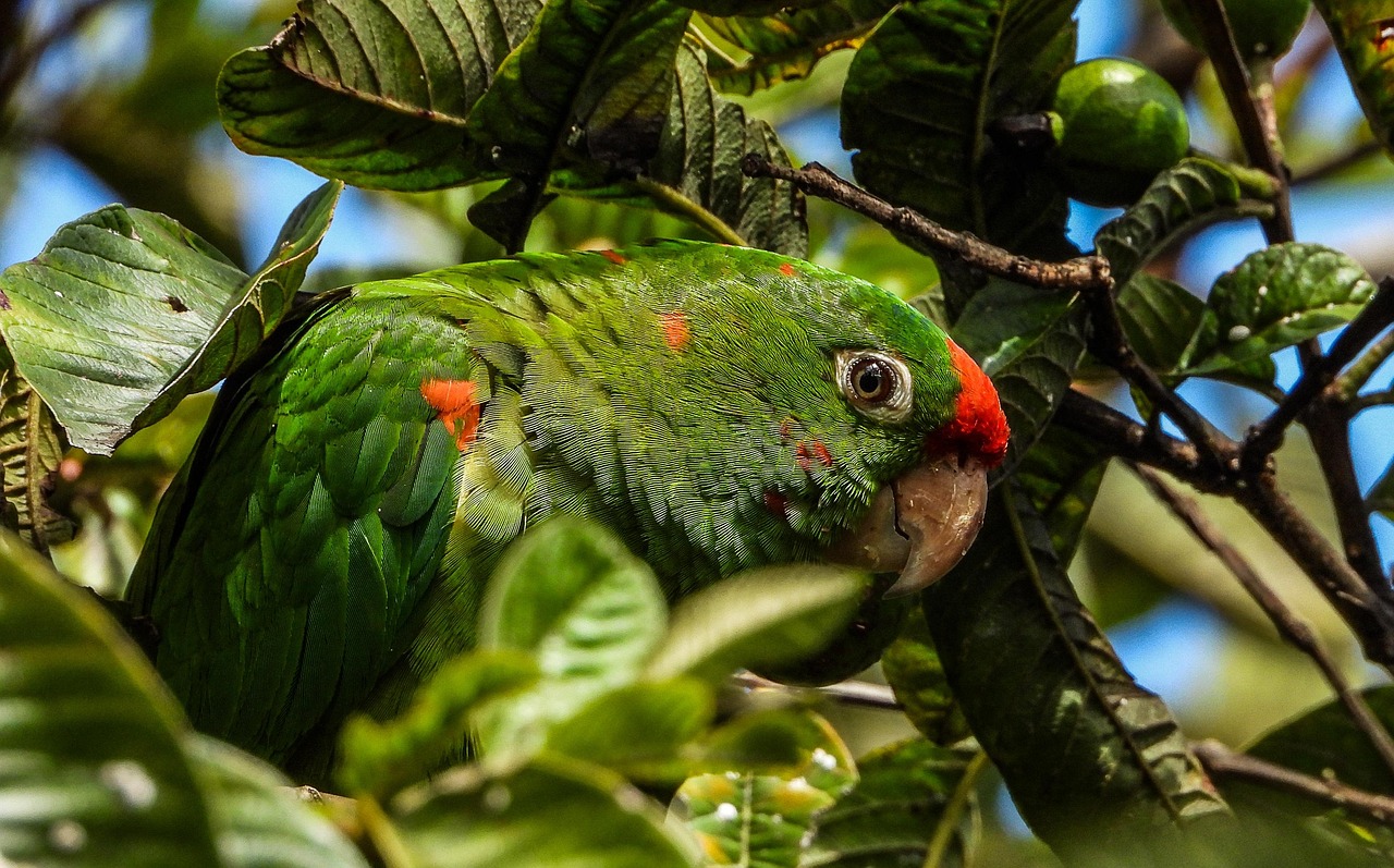 Animal jacu: onde vive e o que come