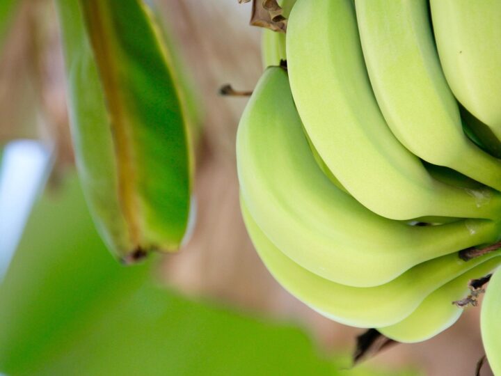 Bananas selvagens: como são e onde encontrar