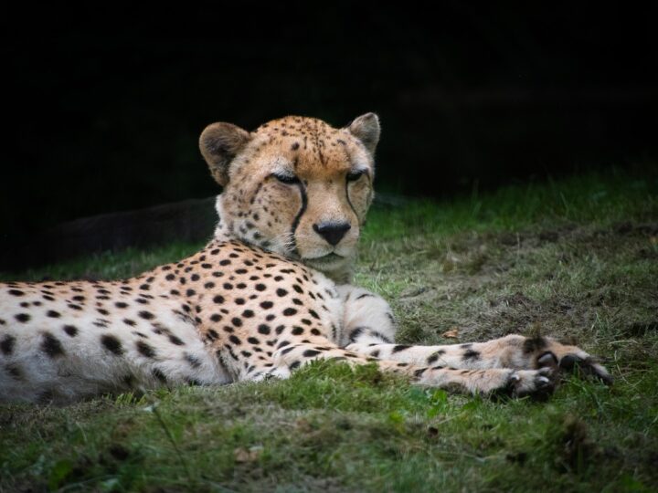 Guepardos: velocidade e curiosidades