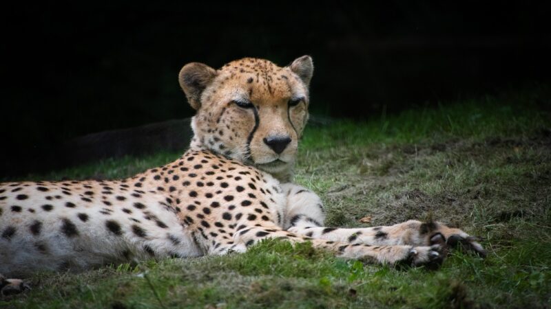 Guepardos: velocidade e curiosidades