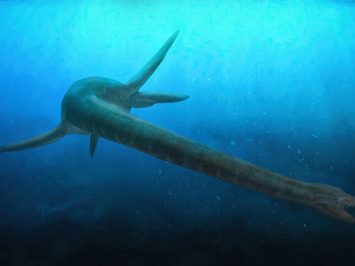 Plesiossauro: existiu mesmo o monstro de Loch Ness