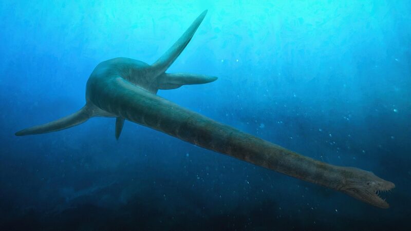 Plesiossauro: existiu mesmo o monstro de Loch Ness