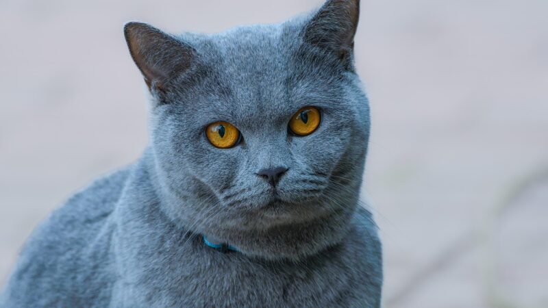 Quantos anos vive um gato em média