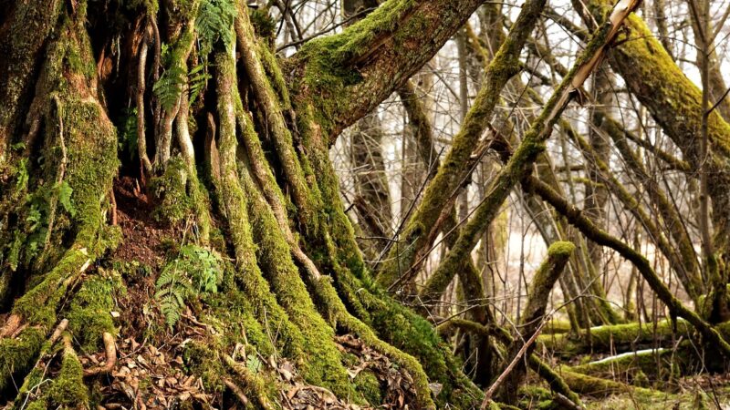 Raiz como símbolo: significados espirituais