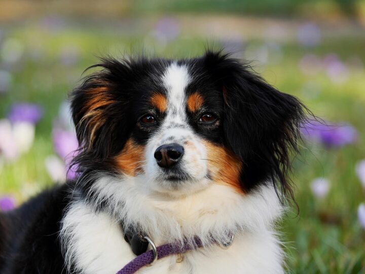 Raças de cachorro peludo grande para adotar