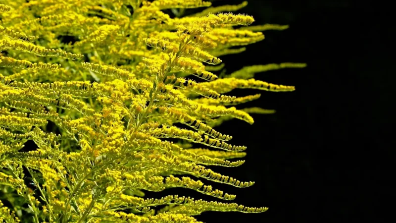 Transforme sua casa em um oasis: dicas inovadoras de verde urbano