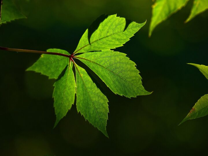 Veias verdes no corpo: o que significam