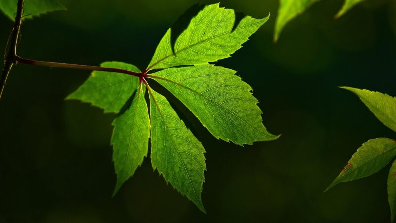 Veias verdes no corpo: o que significam