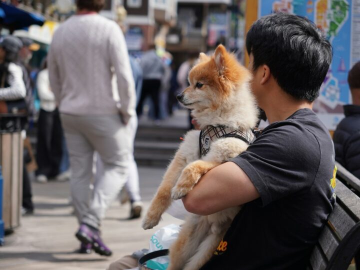 Cidades Pet Friendly: O Guia Completo para Viajar com Seu Melhor Amigo e Economizar em Itens Essenciais Online