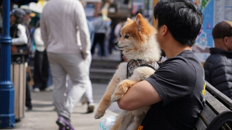 Cidades Pet Friendly: O Guia Completo para Viajar com Seu Melhor Amigo e Economizar em Itens Essenciais Online