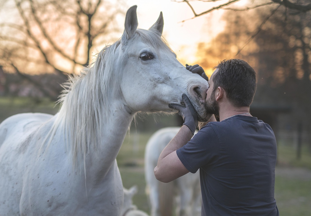 Cor do cavalo de Napoleão: a resposta surpreendente