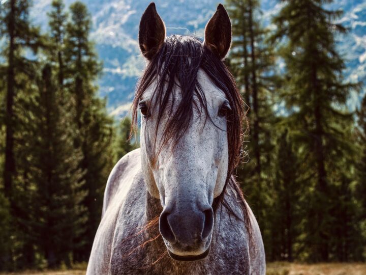Cor do cavalo de Napoleão: a resposta surpreendente