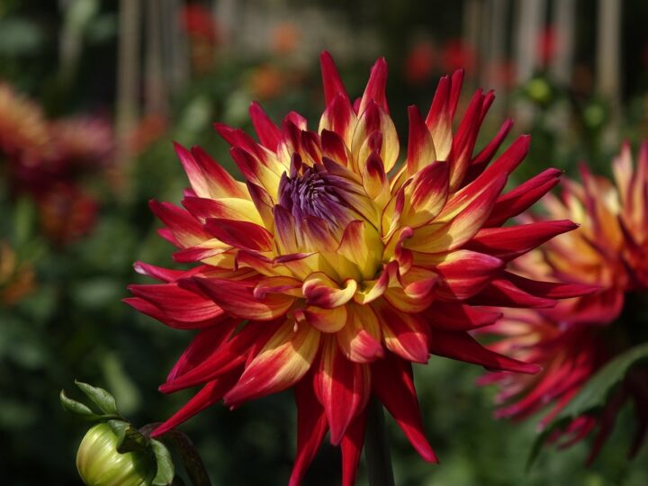 Dália Negra: o crime que chocou o mundo