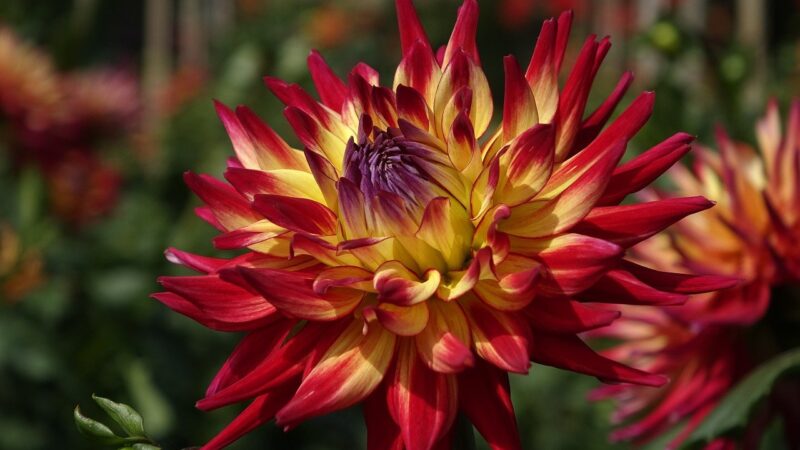 Dália Negra: o crime que chocou o mundo