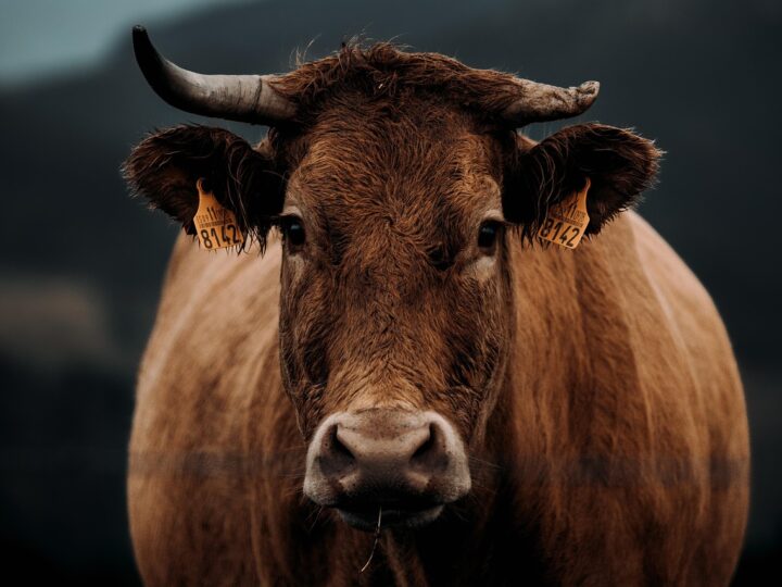 Mão de vaca: origem e significado da expressão