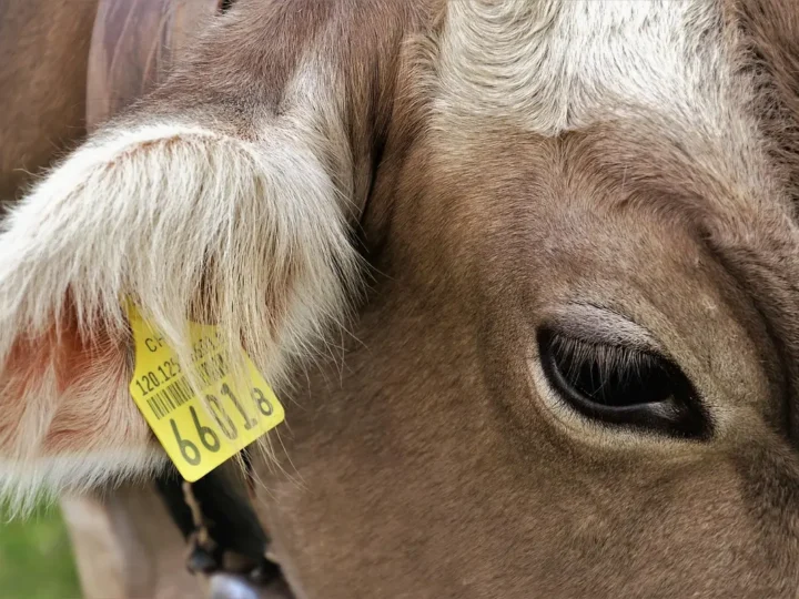 O que é NCM e qual a sua importancia nas empresas