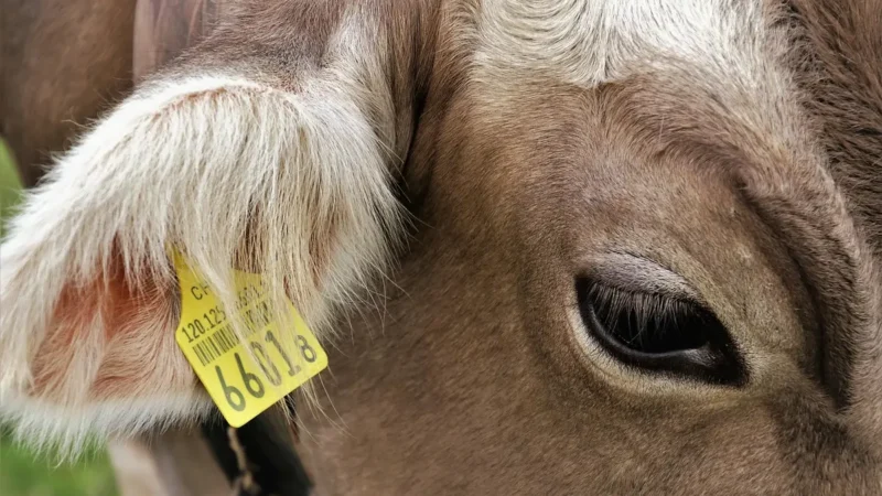 O que é NCM e qual a sua importancia nas empresas