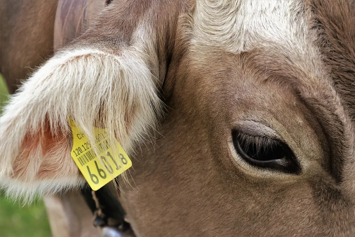 O que é NCM e qual a sua importancia nas empresas